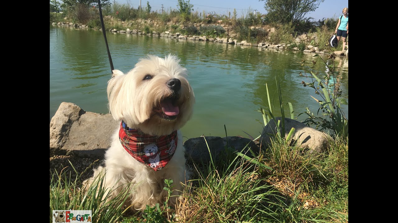 5. WRH NAP, a Westie Rescue Hungary szervez&eacute;s&eacute;ben