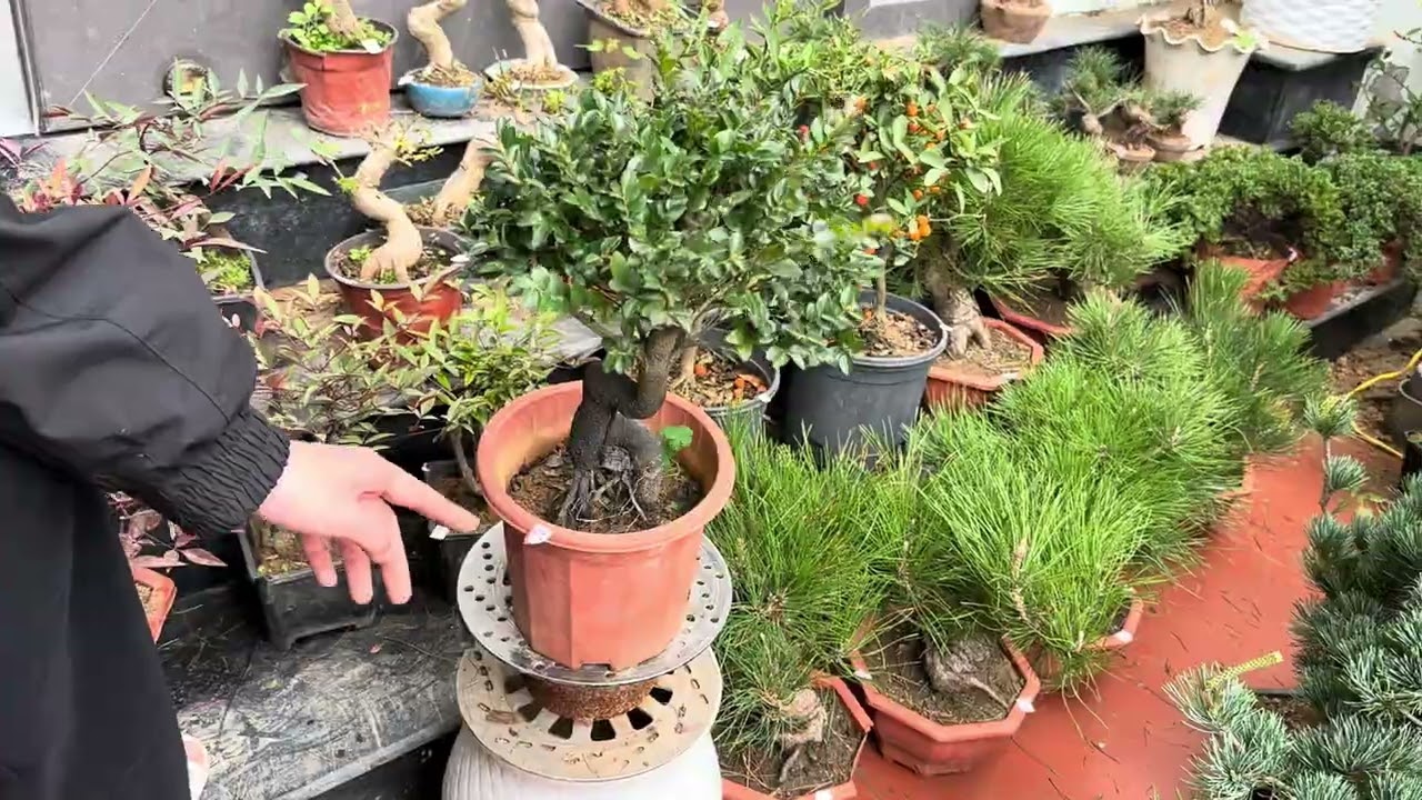 #bonsai#thông đen nhật bản,Tùng nhật kisshu,phong kí,dt 0973 446 313 tối mùng 8 Tết 