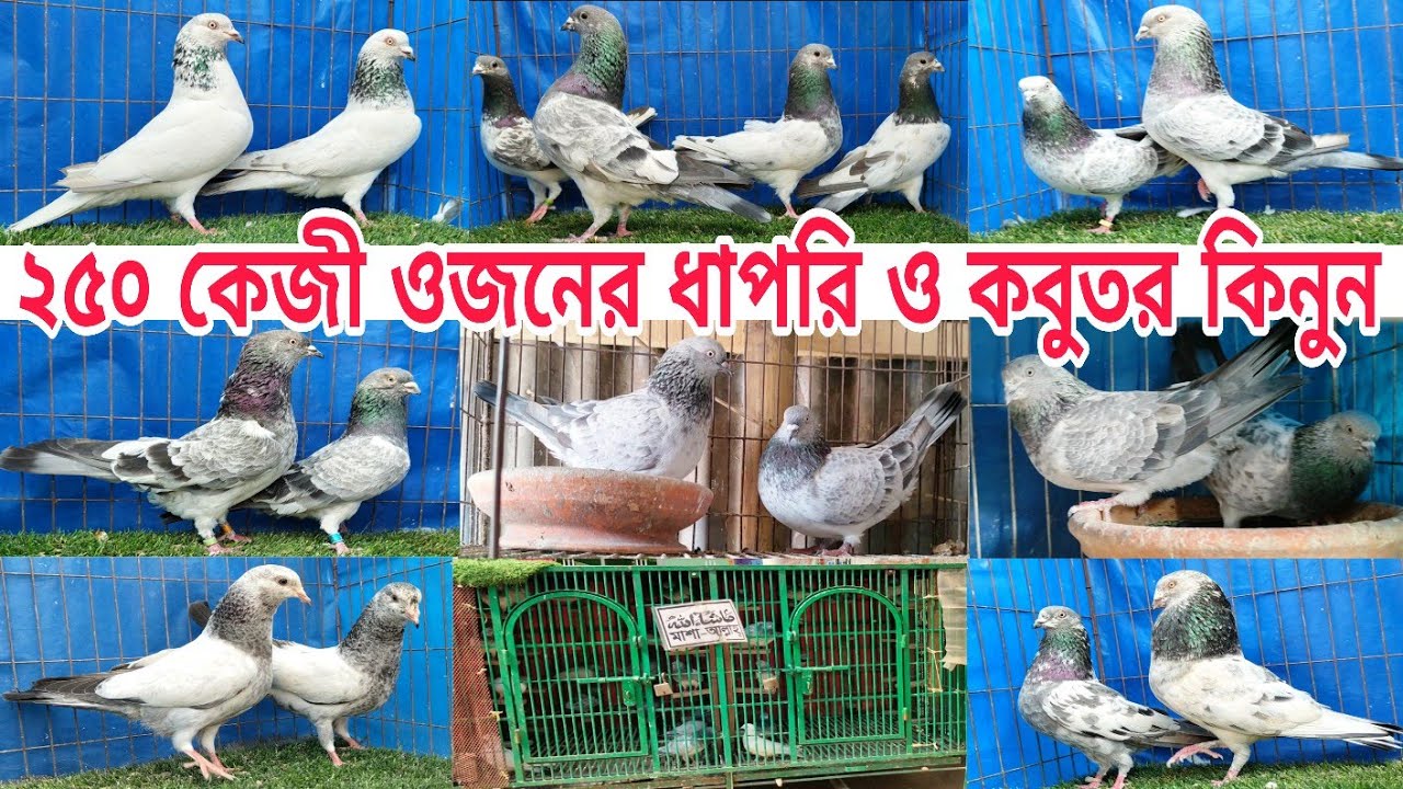 ধাপরি । সিলভার পাঙ্খি । পাল্লা লাইনের গিরিবাজ কবুতর কিনুন Gribaz kobutor silver Pangkhi Pigeions 
