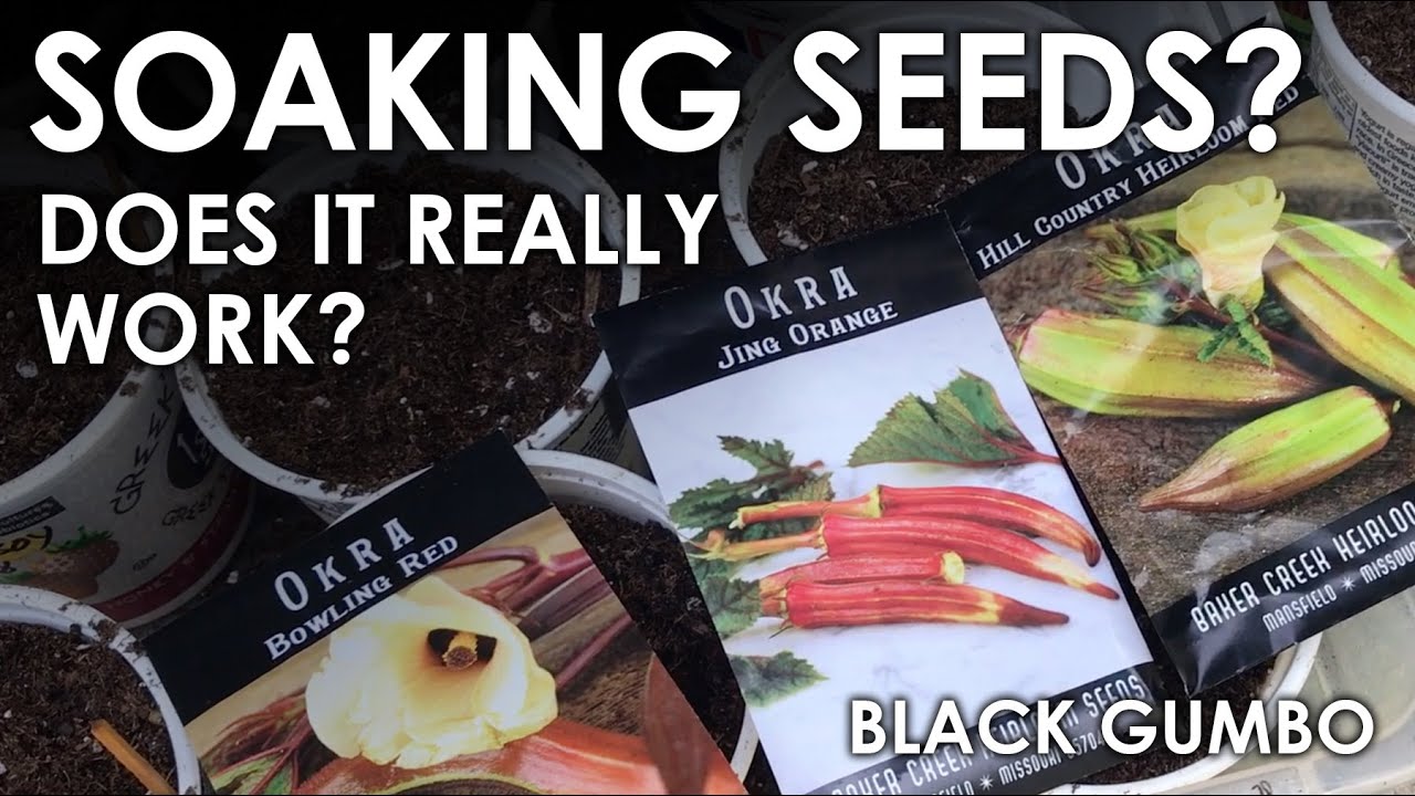 Does Soaking Seeds Speed Germination? || Black Gumbo