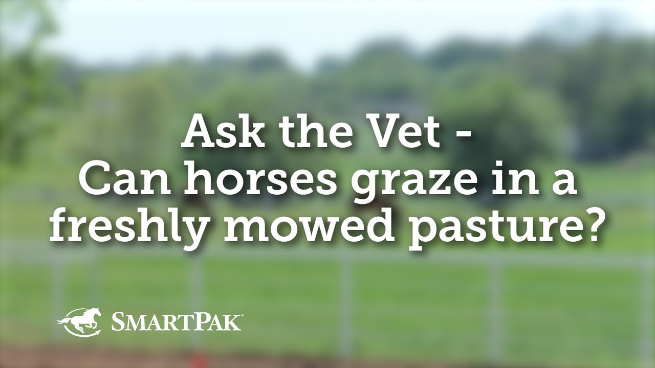 Ask the Vet - Can horses graze in a freshly mowed pasture?