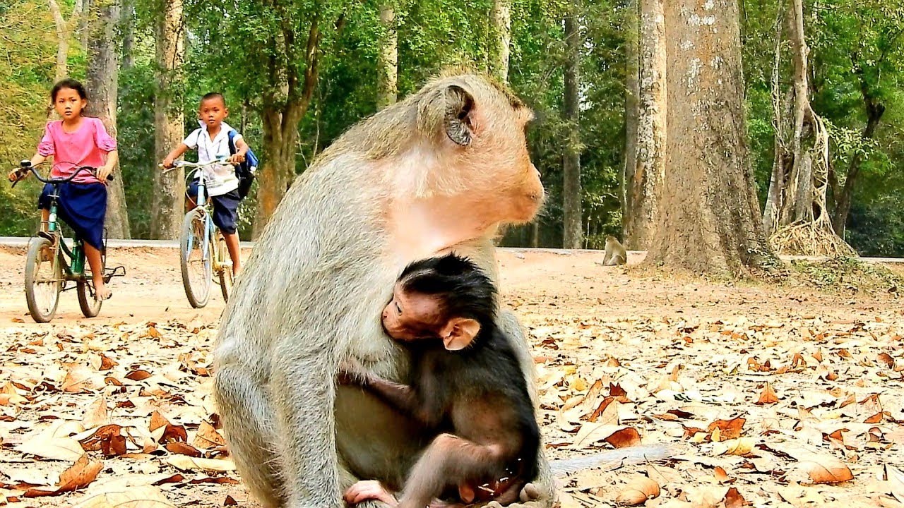 So Good Healthy Cute Baby Monkey Ale And Mom Monkey Angel