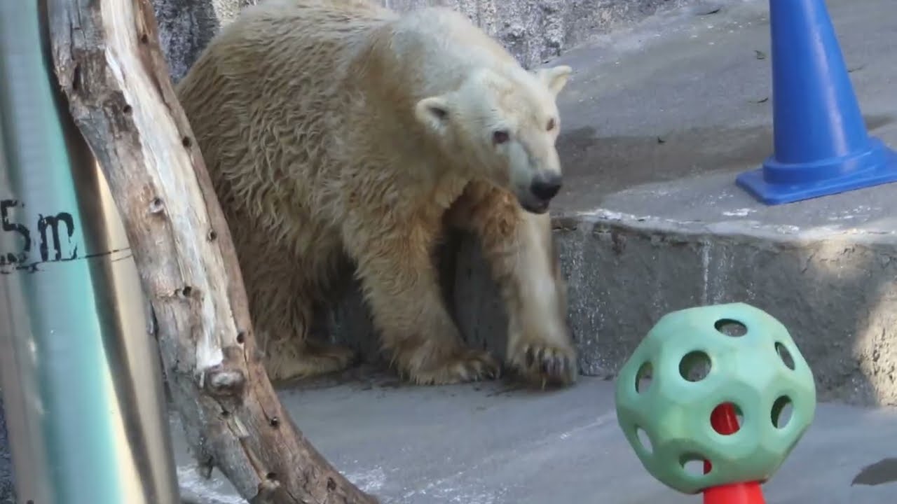 バフィンさん♪初孫は男の子だよ♪♪　　　　　　　　　　　　　　　　　　　　　　　　　　　＃ホッキョクグマ♯バフィン＃ハマズー
