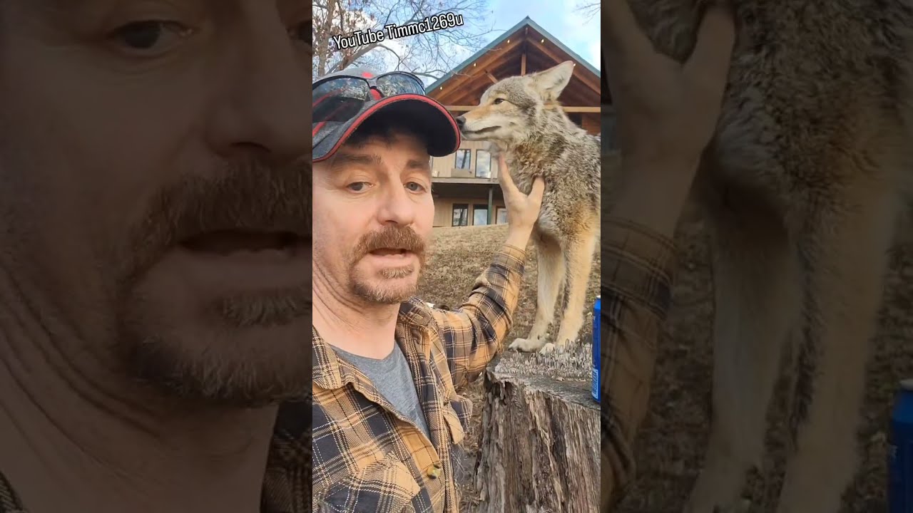 WEAVE THE COYOTE EXPLAINED! 🐺 #love #life #cute #animals #weavethecoyote #friends #family #wildlife