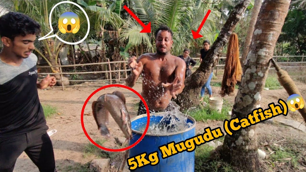 Mugudu (Catfish) Pattuna Gammath🦈😂#tuluvlog /CREATIVE CAPTURES
