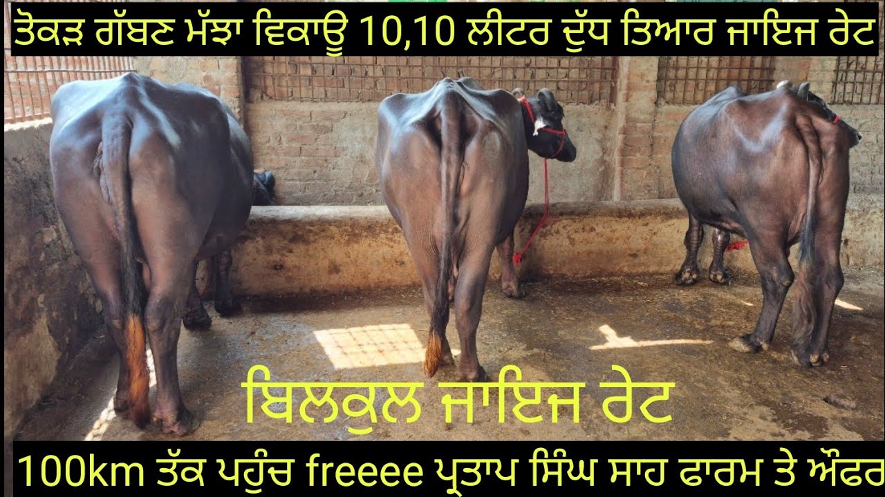 #ਤੋਕੜ ਗੱਬਣ ਮੱਝਾਂ #ਸੱਜਰ ਸੂਈ ਮੱਝ ਵਿਕਾਊ six buffalos for sale #best #qulity #top #bufflo #viralvideo 