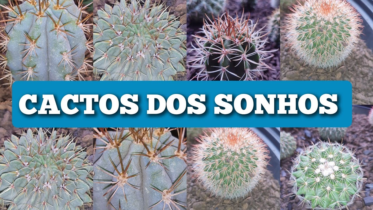 CACTOS dos SONHOS: COMPREI Mais CACTOS! (Cactario Horst)