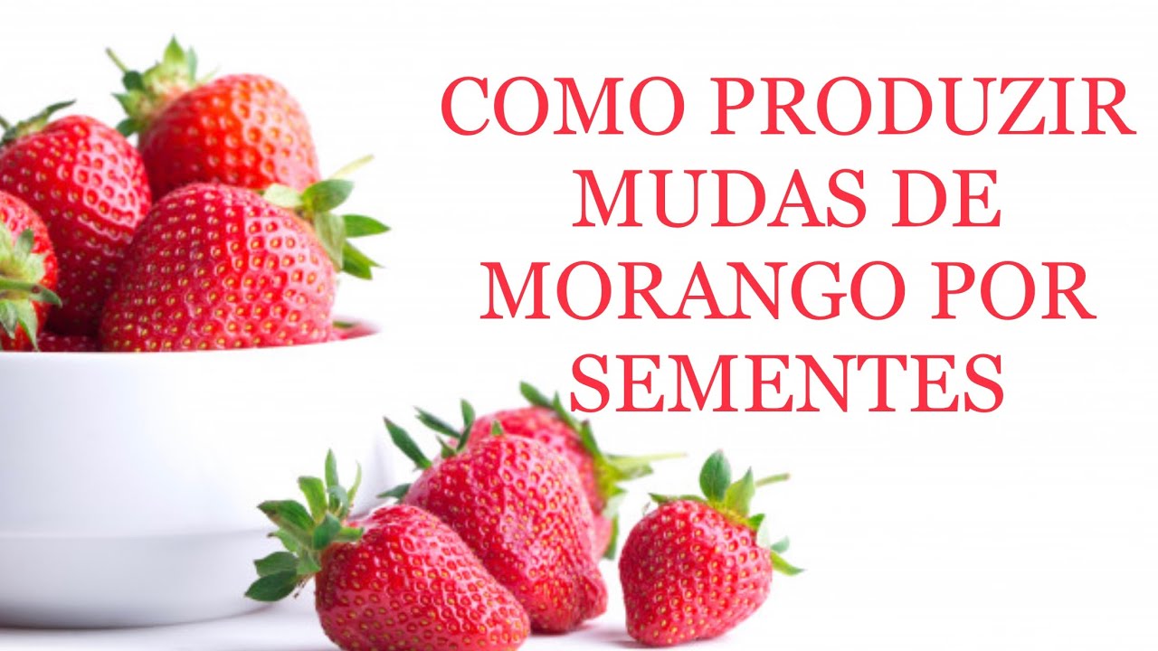 COMO PRODUZIR MUDAS DE MORANGO USANDO SEMENTES / HOW TO PRODUCE STRAWBERRY SEEDLINGS USING SEEDS