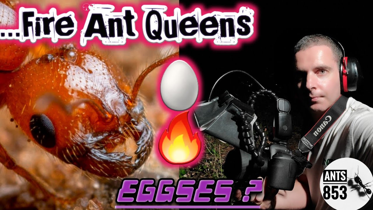 Solenopsis Geminata, Tropical Fire Ants. Ongoing founding colony | Ant Keeping Season 2020 Week 1
