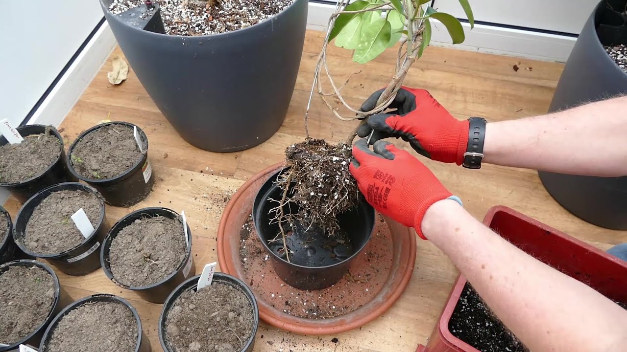 Transplanting My Madagascar Jasmine And Pruning My Frangipani
