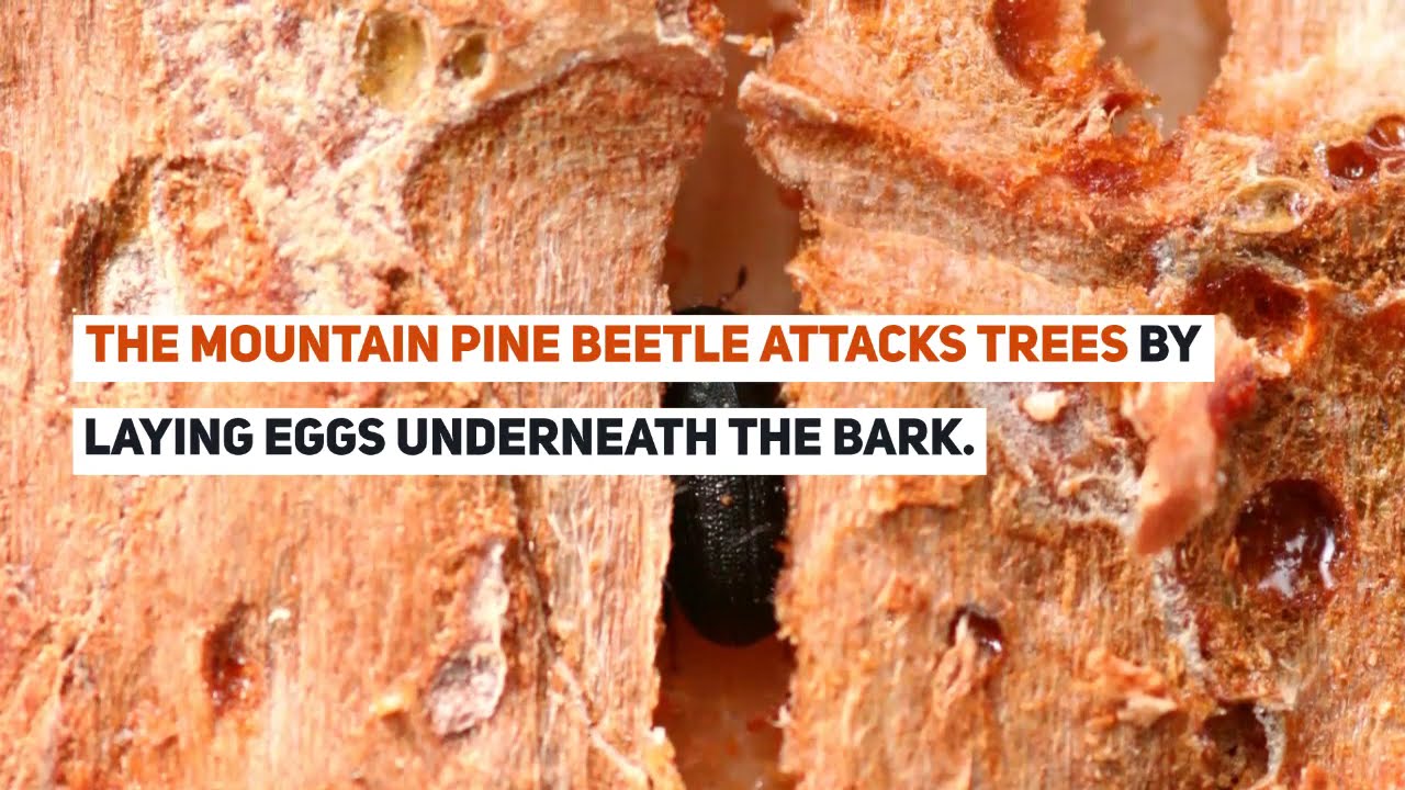 The Mountain Pine Beetle