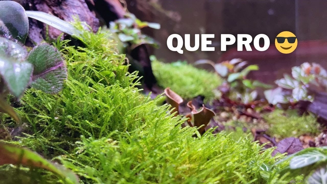 La CLAVE para tener el terrario mas Cabr*n de todos- Musgos para terrario 🌿 - Andres Natural