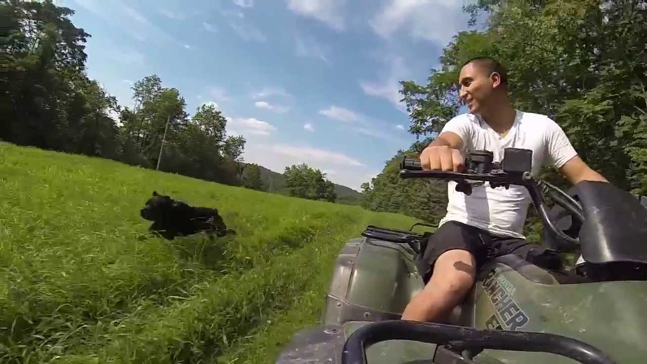 GoPro: The Dog VS The ATV