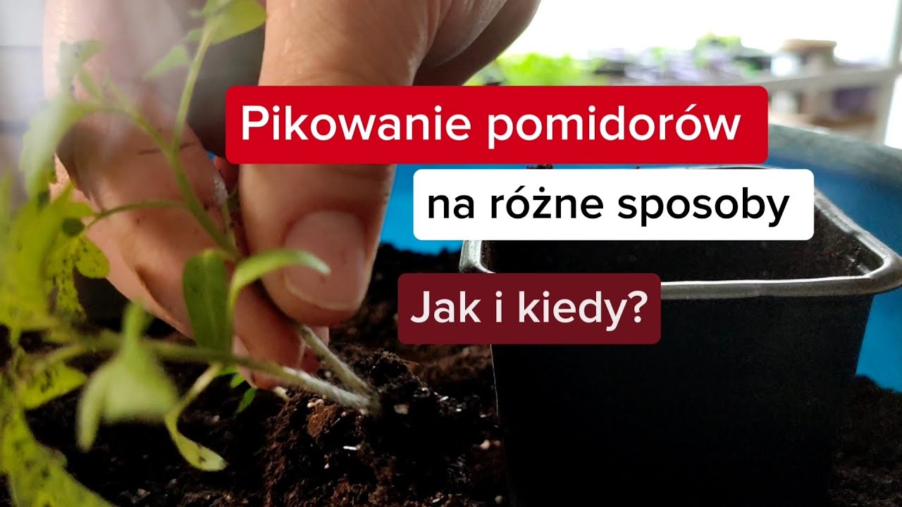 Pikowanie pomidorów na różne sposoby. 🍅 🍅 🍅 Jak i kiedy pikować pomidory?