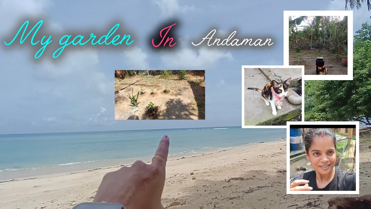 #My 🏡 garden in Andaman||🌿||My daily work in garden||👩‍🌾 ||daily vlogs||🍁 Andaman lo Andhra Ammai 🏝️