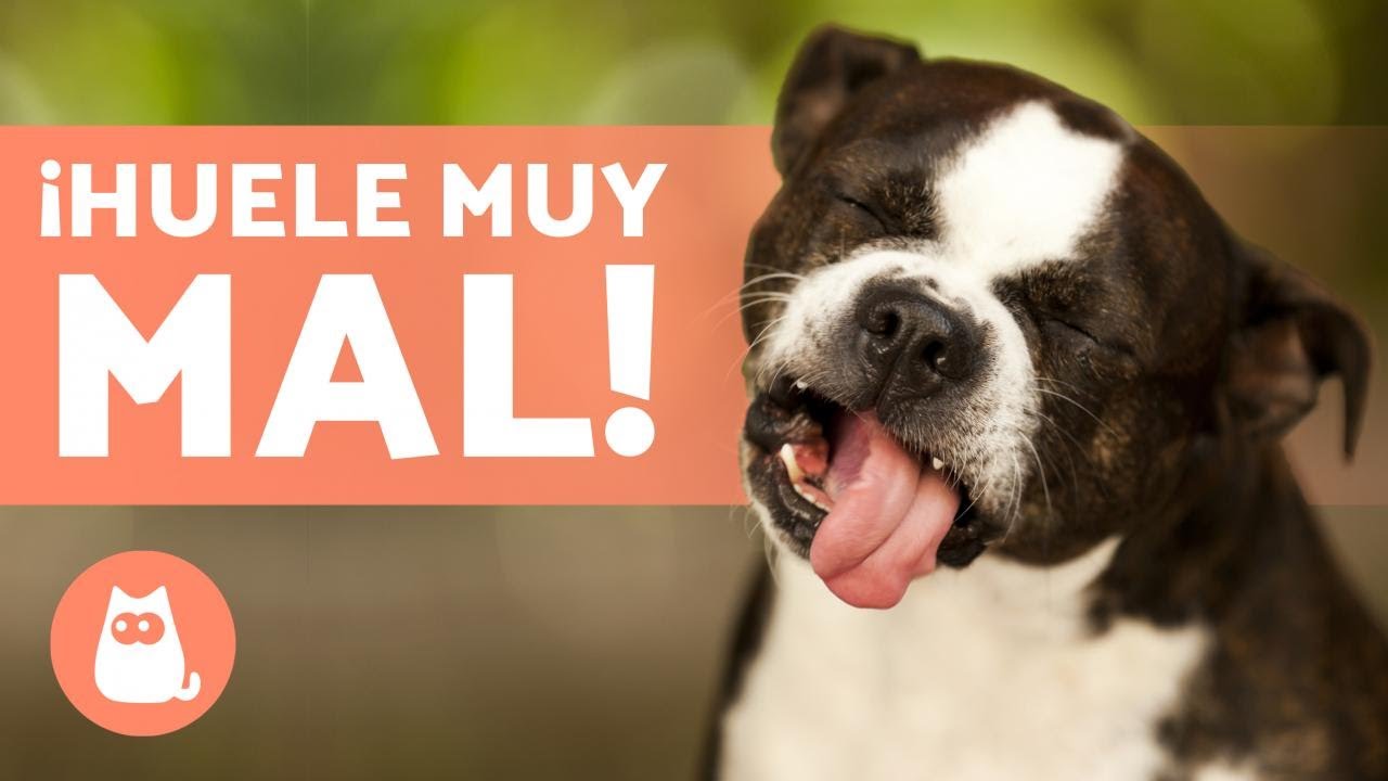 8 OLORES que ODIAN los PERROS 🐶❌ ¡Y no lo sabías!
