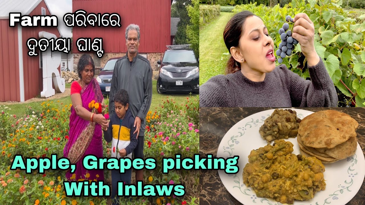 ଶାଶୁ ଶଶୁର ତୋଳିଲେ America Farm ରେ 🍇Grapes 🍎, ଫୁଲ ଆଉ ବହୁତସାରା ପରିବା ।ସେ ପରିବାରେ dutia Ghanta ବନାହେଲା