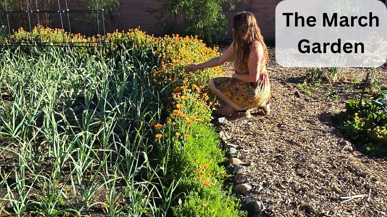 March Garden Update | Spring in My Southern Arizona Garden