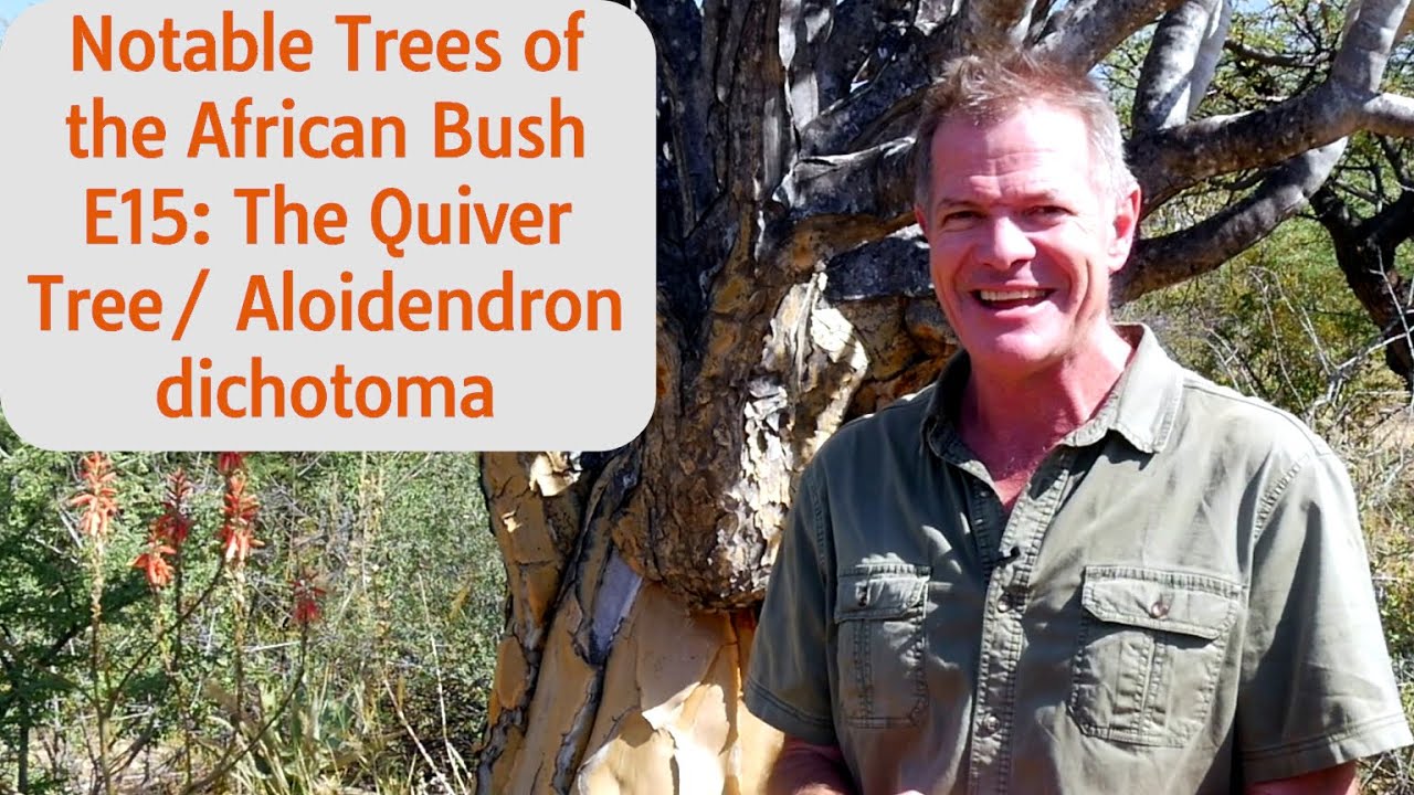 Notable Trees of the African Bush E15: The Quiver Tree/Aloidendron dichotoma