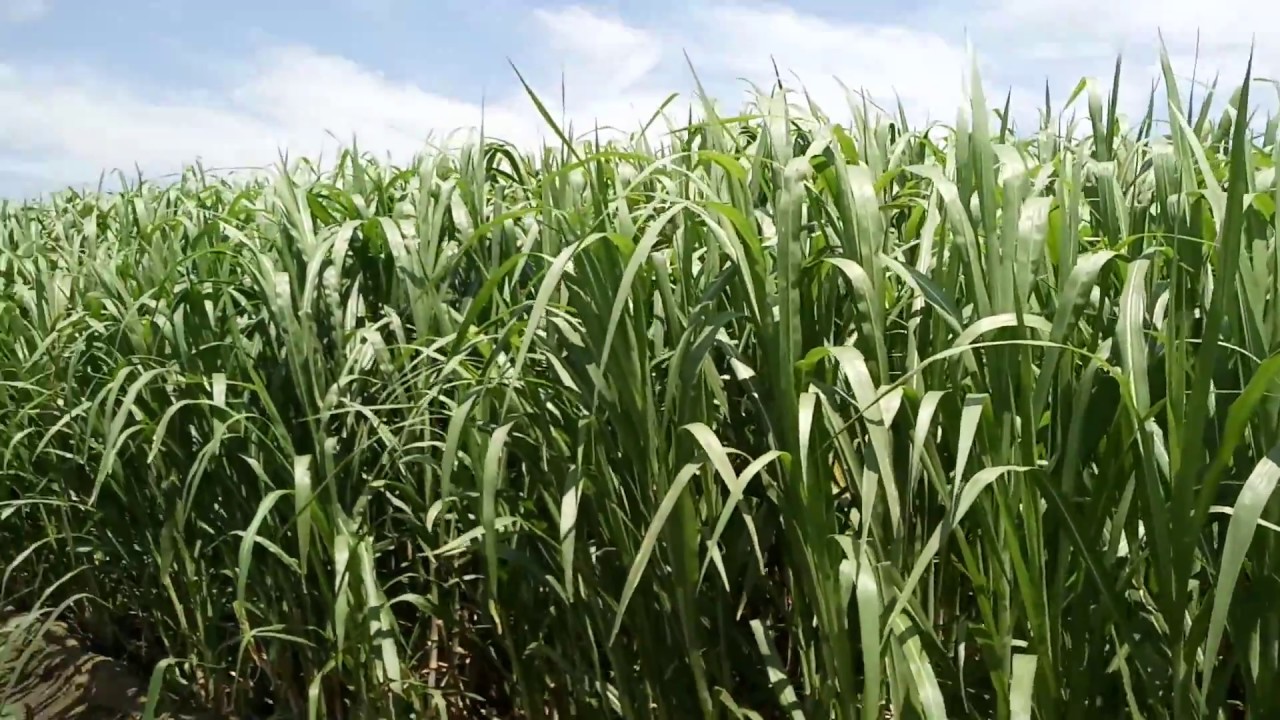 super napier grass | Pakchong1 |  High Yielding Grass Variety || Rs.1 per stem #supernapier