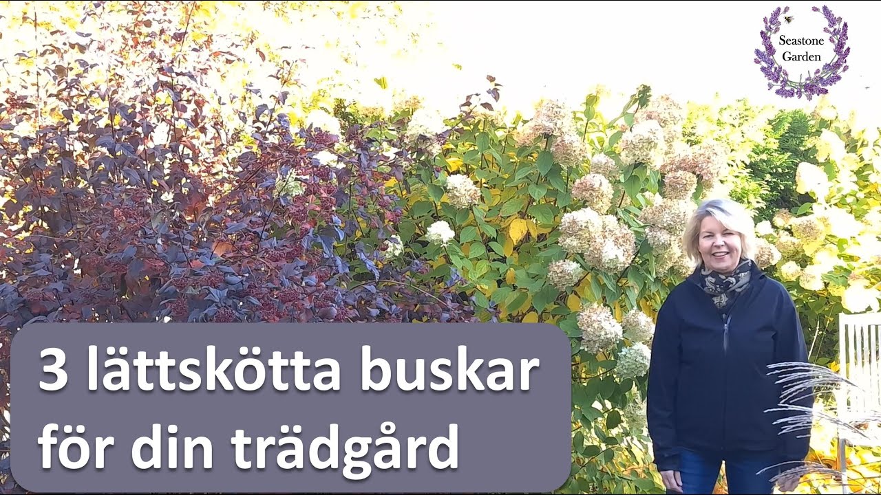 3 lättskötta buskar för din trädgård. Hortensia, Ädelsyren, Smällspirea