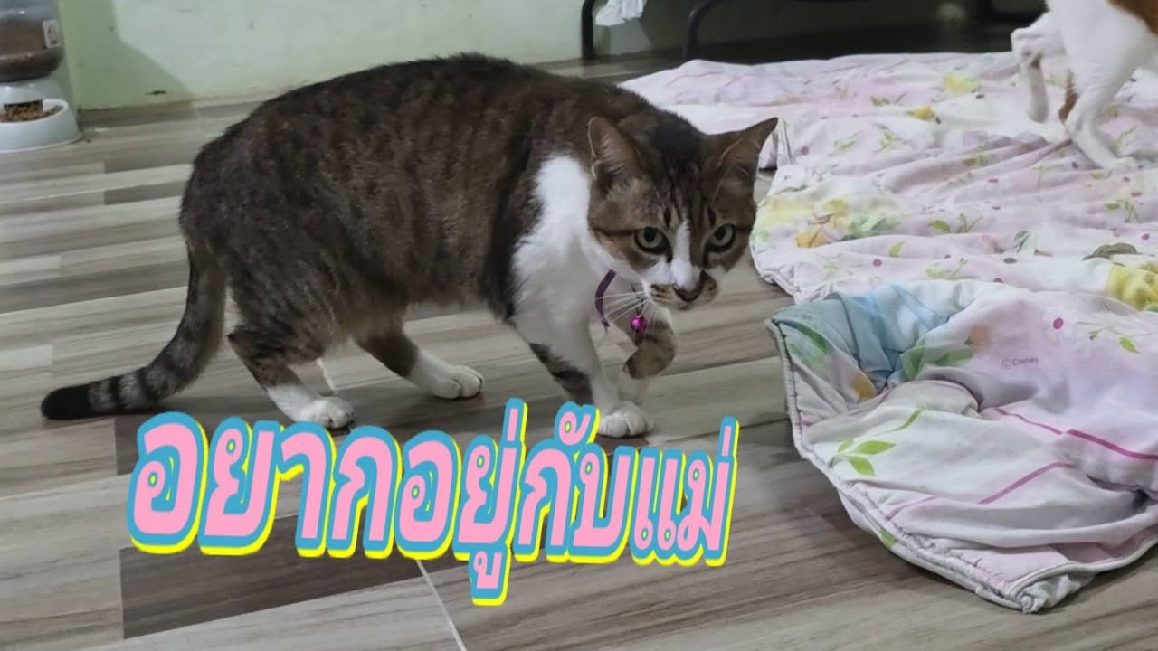 จะเข้าหาแม่ได้ยังไง4.มี.ค.69@stray_cats 