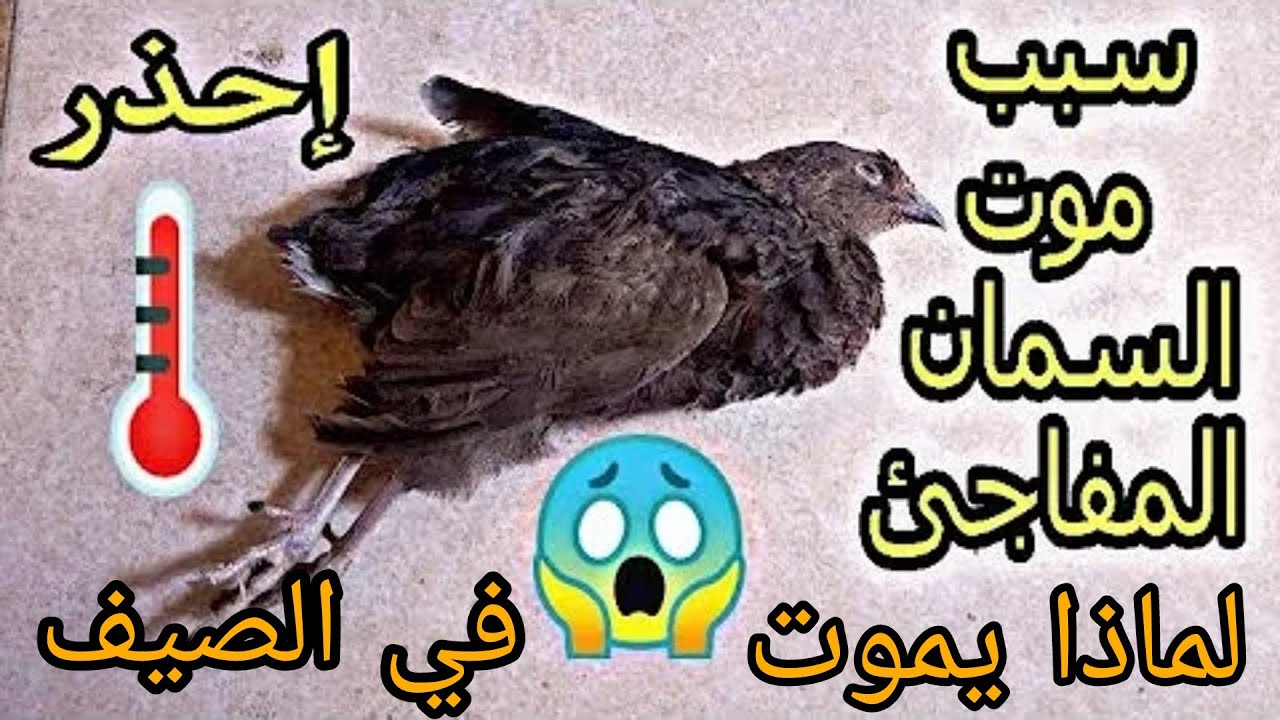 لماذا يموت السمان في الصيف؟ الأسباب و الحلول.