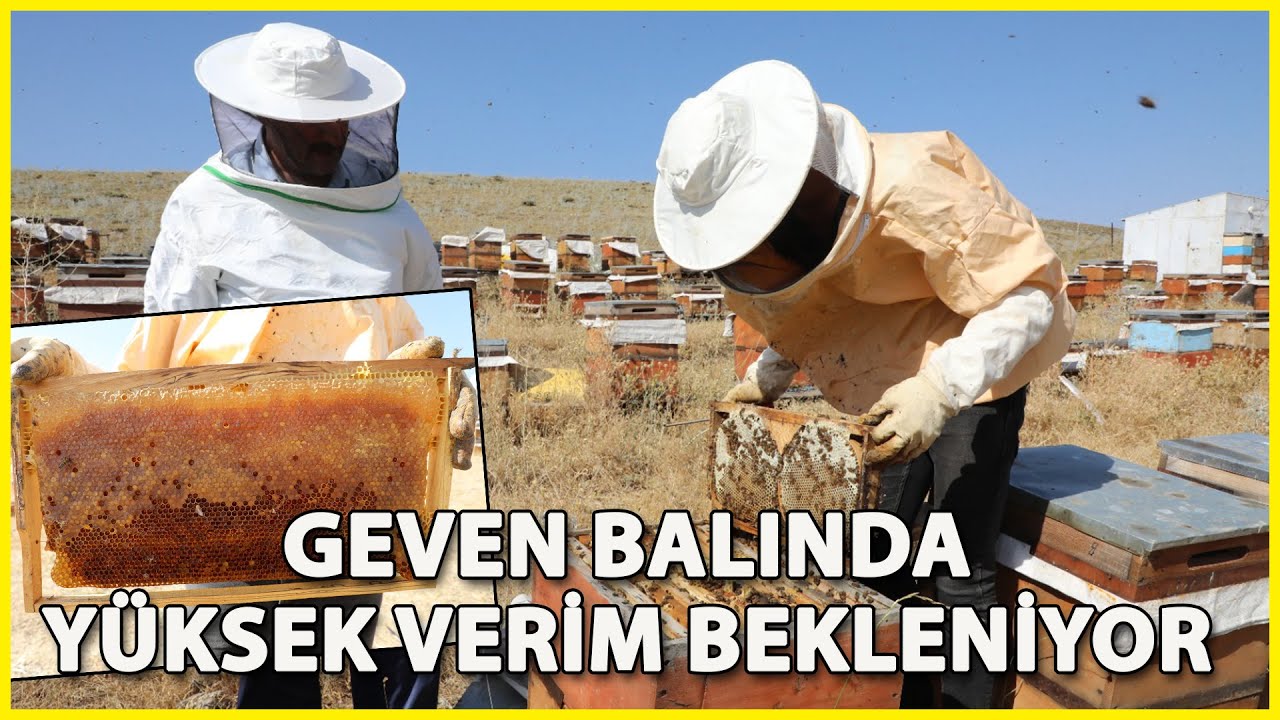 Ağrı’da Bal Hasadına Sayılı Günler Kaldı
