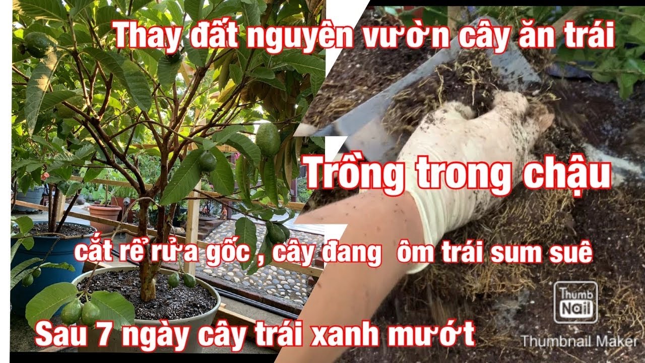# thaydatmoi#vuoncayantrai Sắp mùa lạnh thay đất mới. Cây trồng trong chậu,sau7 ngày cây xanh tốt.