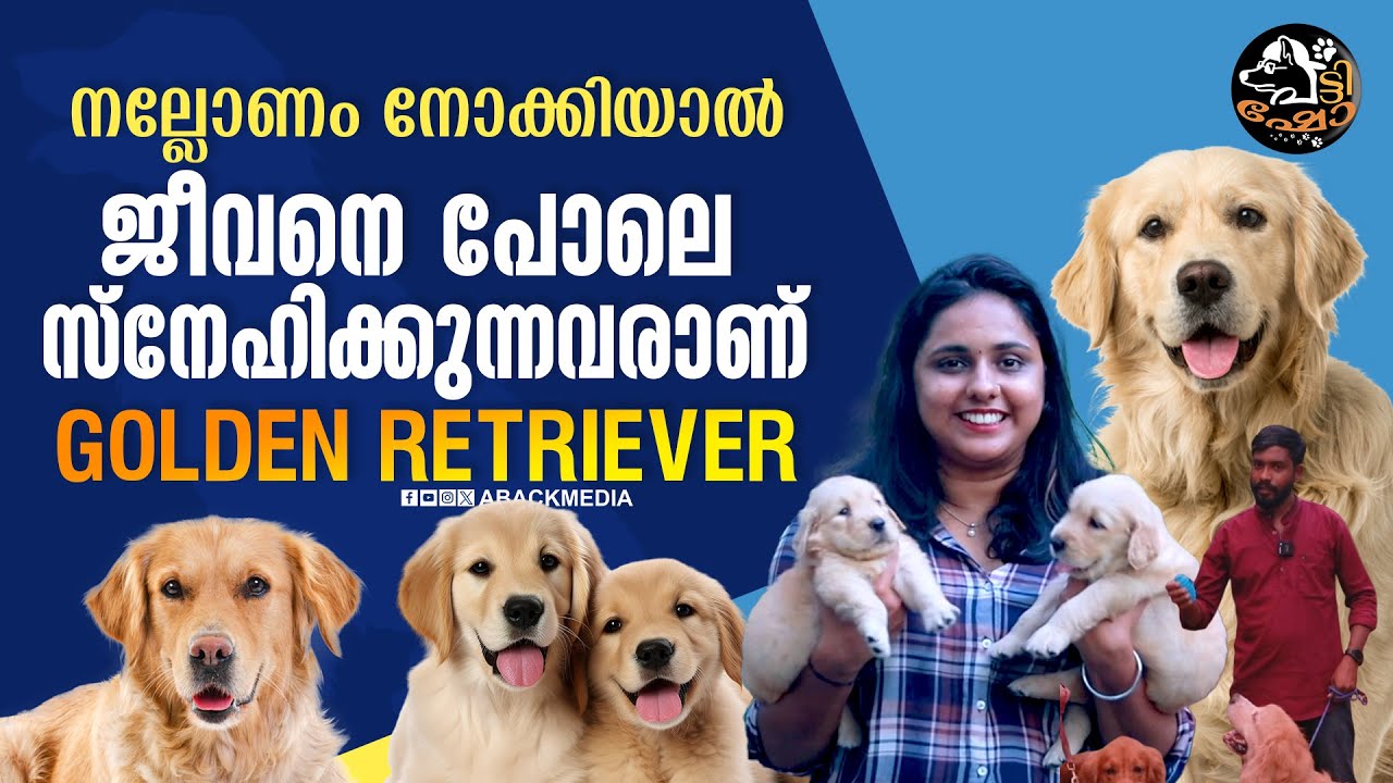 നല്ലോണം നോക്കിയാൽ ജീവനെ പോലെ സ്നേഹിക്കുന്നവരാണ്GOLDEN RETRIEVER