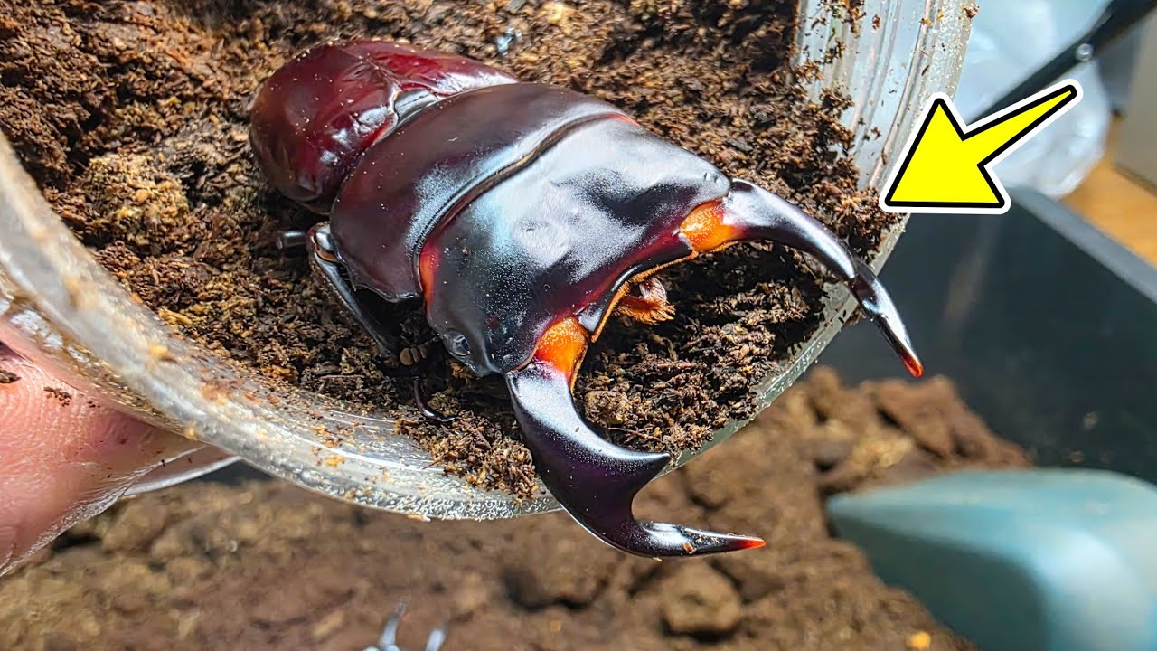 世界最大級のオオクワガタが羽化してきたので掘り返したらデカて…
