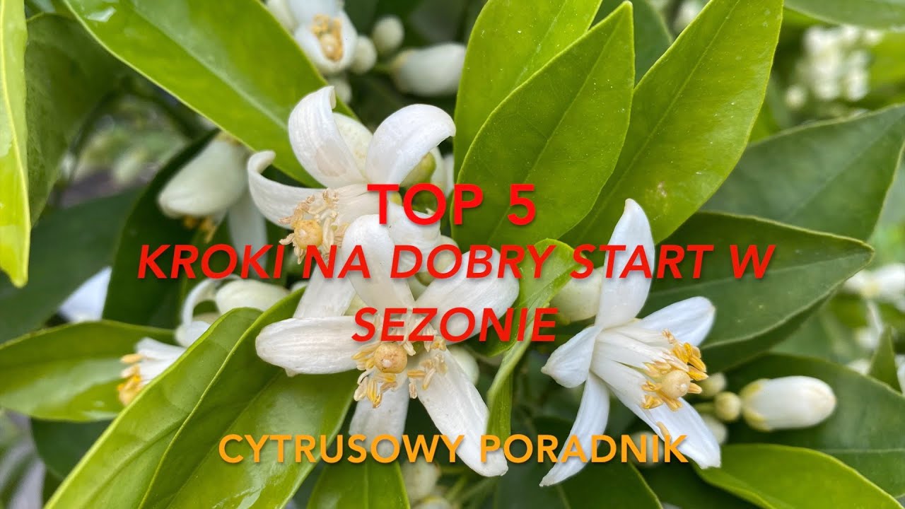 Odc. 230 - Top 5 - Kroki na dobry start cytrusów w sezonie.
