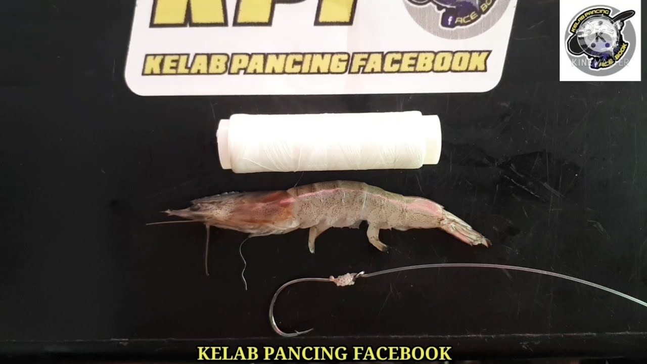 CARA-CARA CANGKUK / PASANG UMPAN UDANG & SOTONG GUNA BENANG GETAH - TEKNIK SURFCASTING