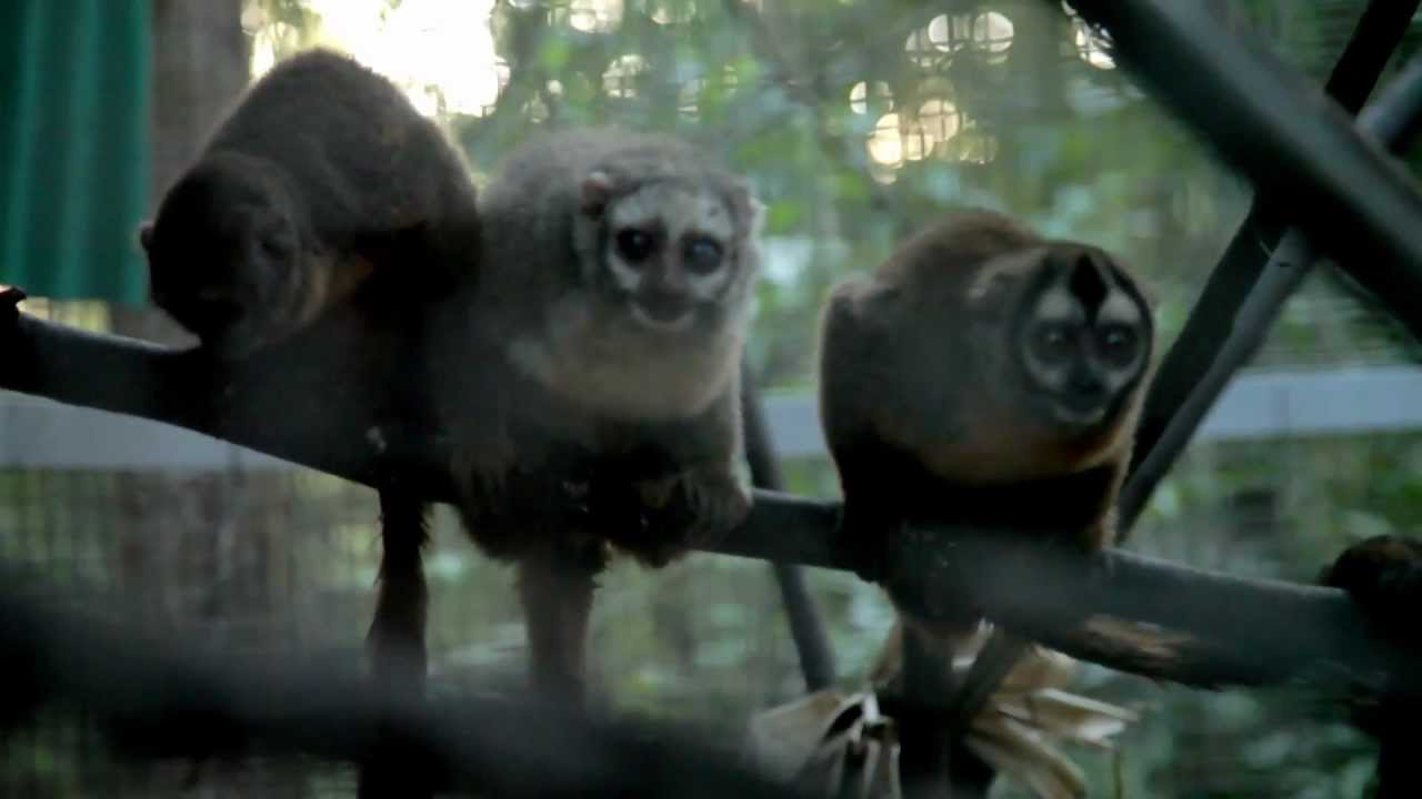 Owl Monkey research by FIU students