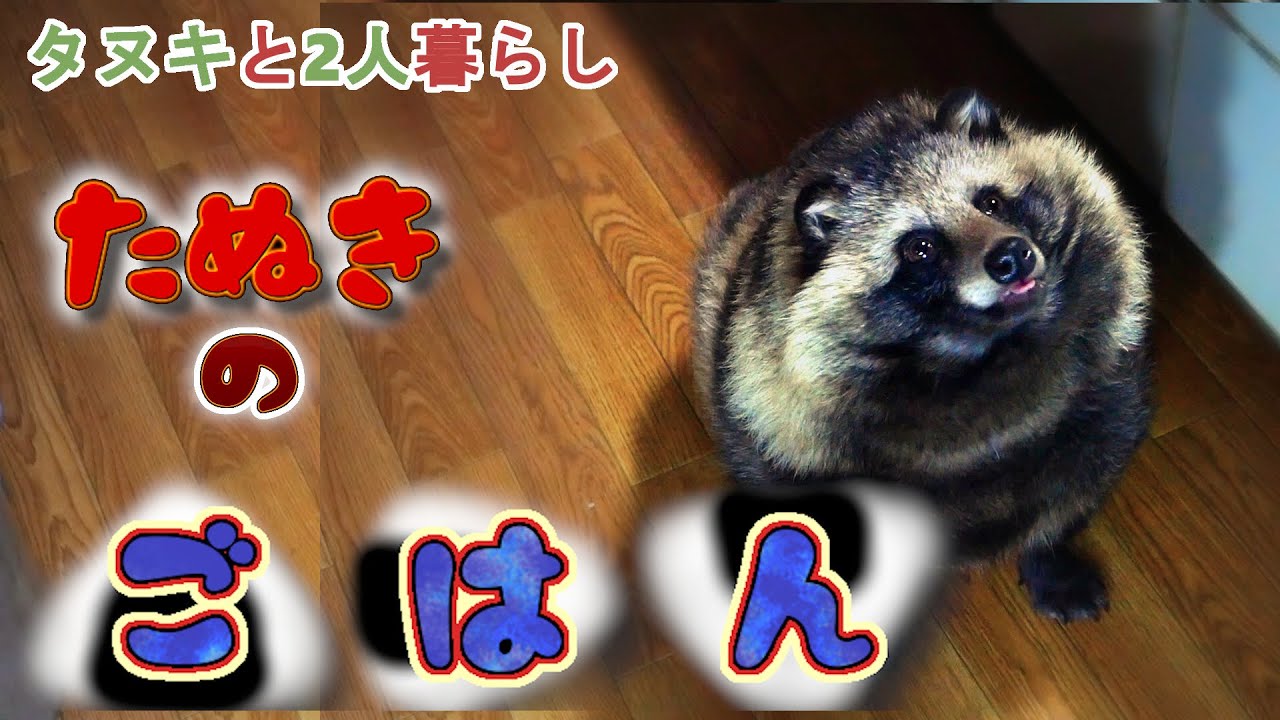 【タヌキと二人暮らし】やっぱりおすそ分けは外せないタヌキ。(Tanuki want to have a meal)