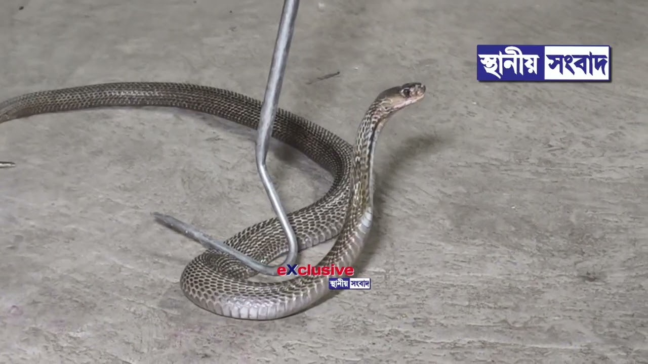 ঘুমোতে গিয়ে স্বামী-স্ত্রী দেখলেন, খাটের পায়া জড়িয়ে শুয়ে আছে প্রকাণ্ড এক গোখুরো