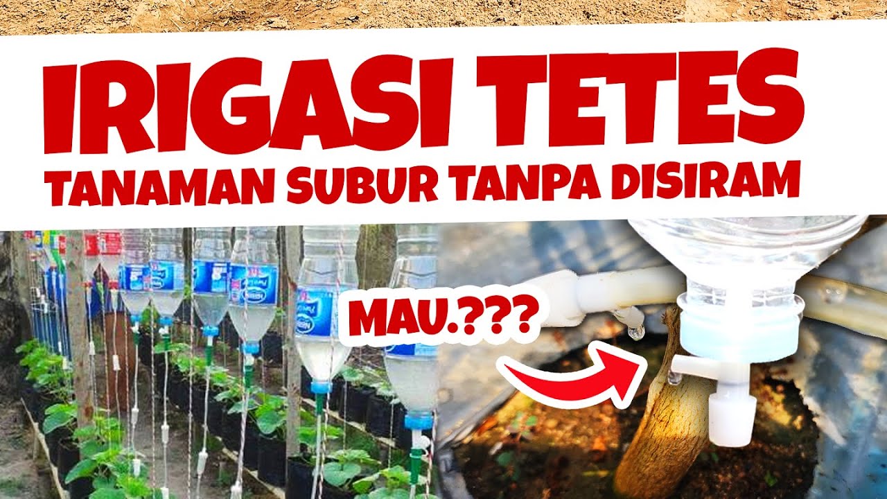 CARA MEMBUAT IRIGASI TETES - AGAR TANAMAN SUBUR TANPA PERLU DISIRAM | Sehat & Berbuah Lebat