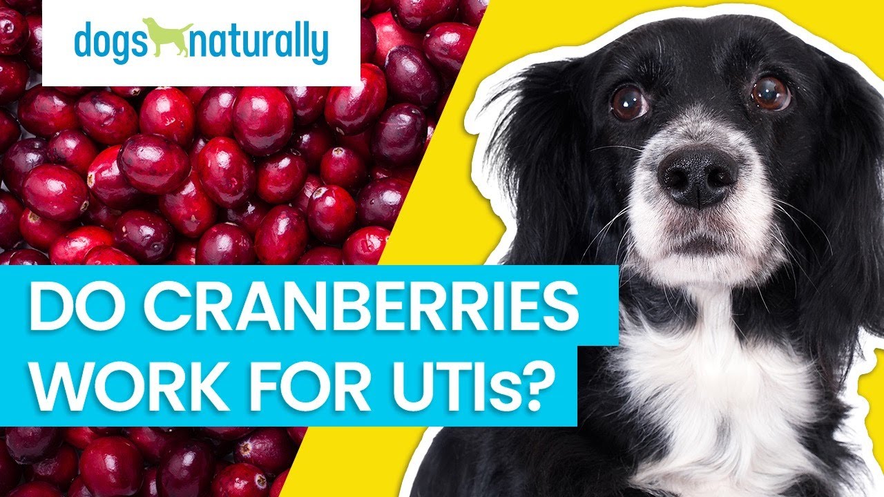 Do Cranberries Work For Urinary Tract Infections In Dogs?