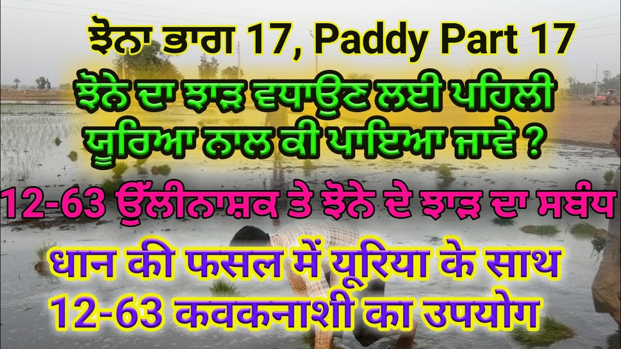 Paddy yield and 12-63 fungicide,  paddy Part 17 by Sher Gill Markhai