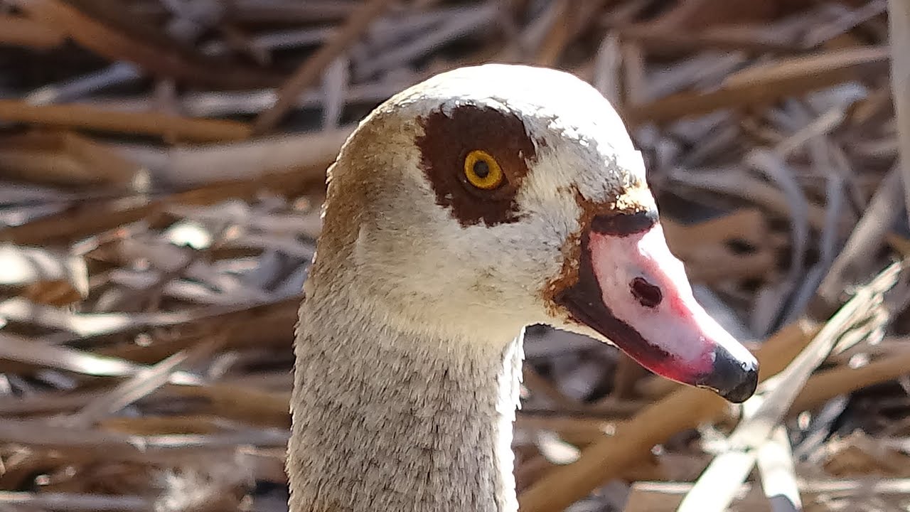 Ganso del Nilo en Alcal&aacute; de Henares
