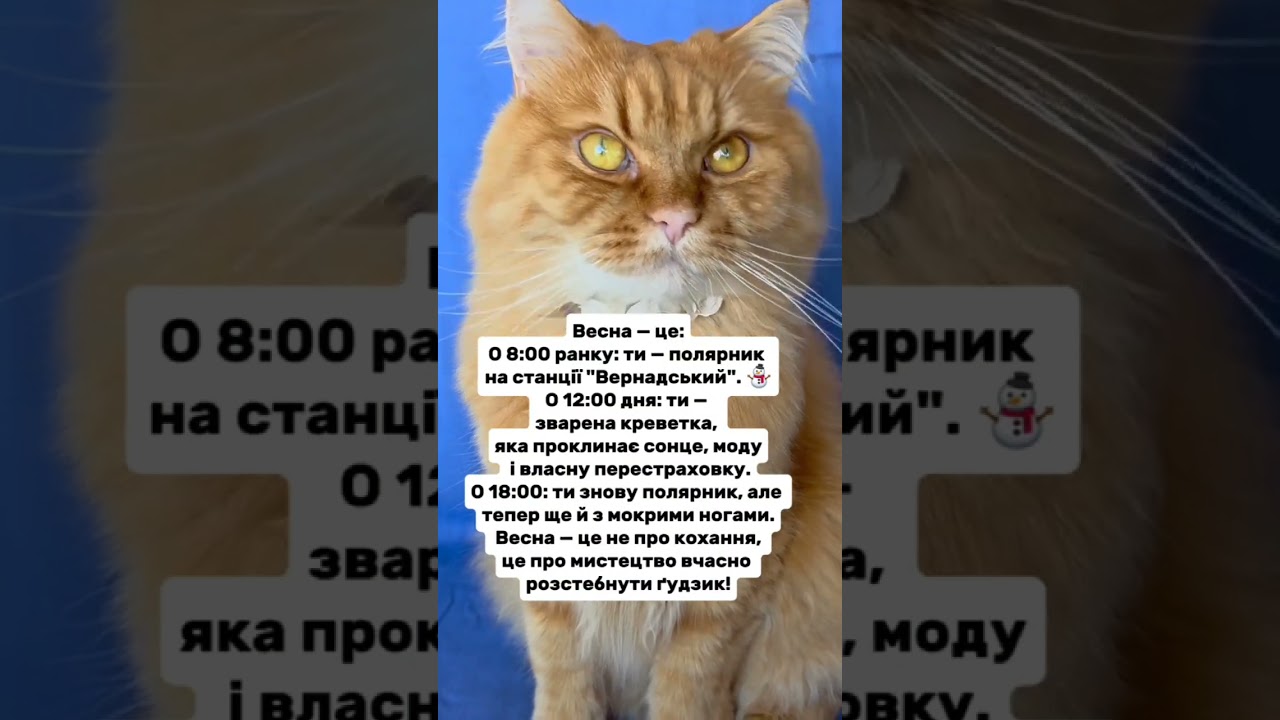 Весна #гуморукраїна #погода #кітблогер #жартиукраїна #мемиукраїна #cat