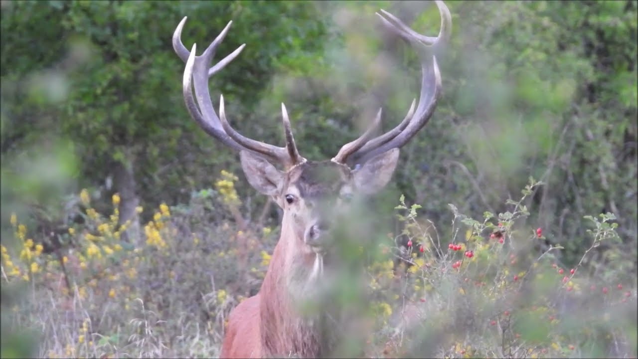 Brame du cerf en Sologne - HD