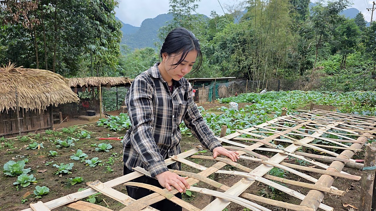 Tieu Ly is alone in the deep forest, trying to perfect her farm while waiting for Mr. Jack.