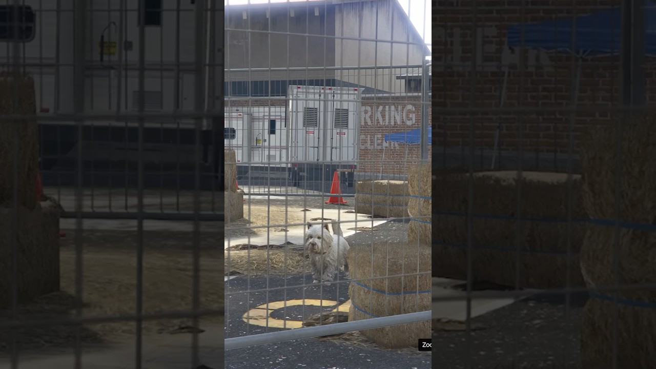 Secret Director Mode Fact In GTA V 😱 #shorts #gta #gtav