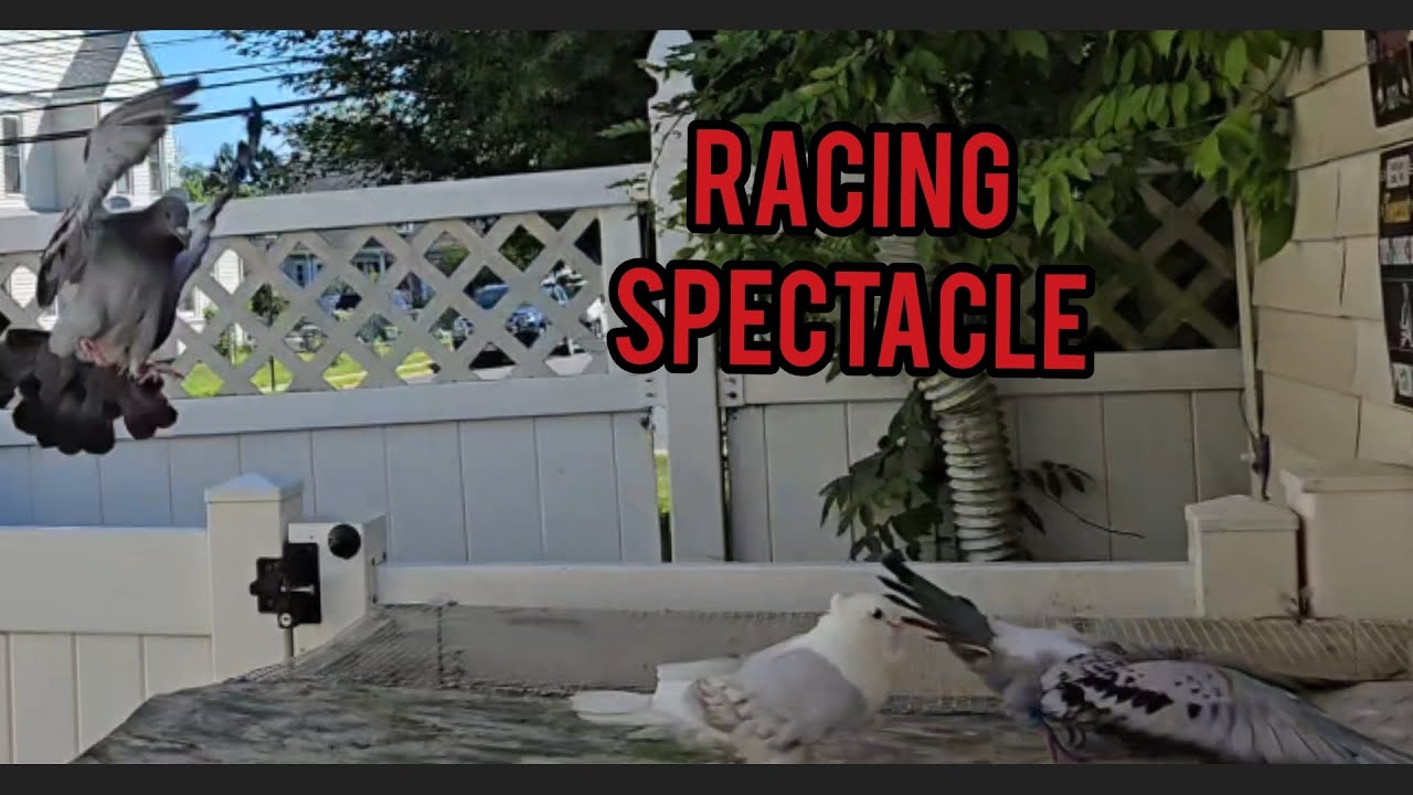 Pushing the Limits - 150 Miles Pigeon Race - YB's CJC Combine 2025