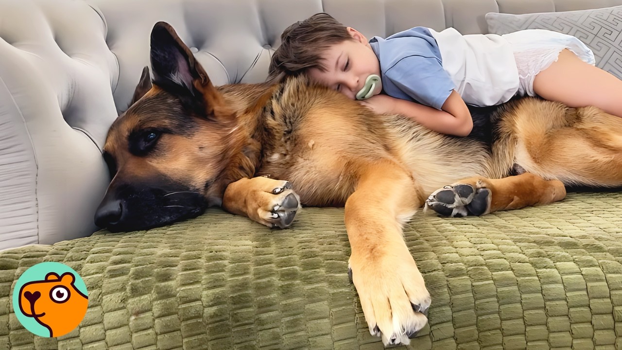 German Shepherd Thinks He&rsquo;s The Only Child Until Baby Brother Arrives! | Cuddle Buddies