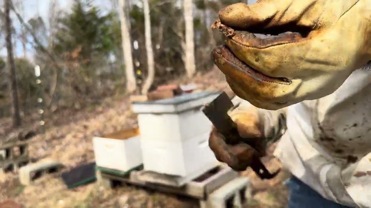 No Mouse in the Beehive!