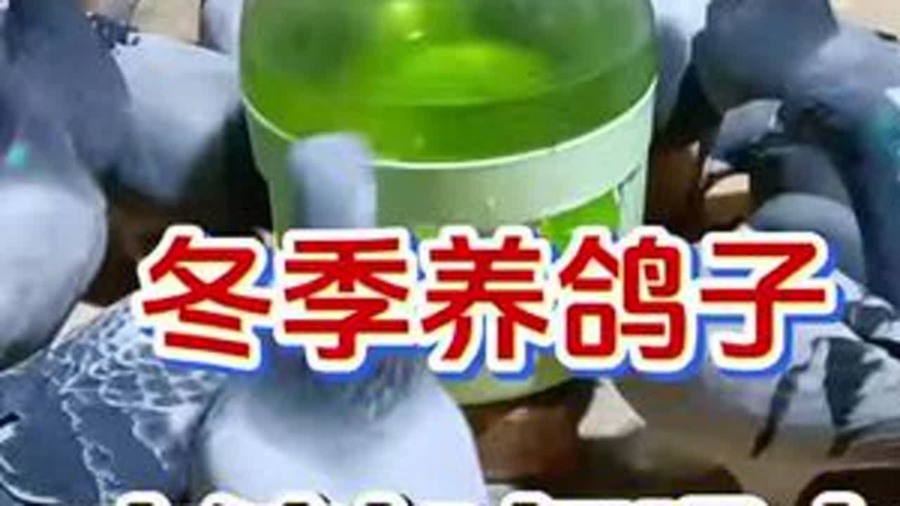 #养鸽人 #冬季养鸽子