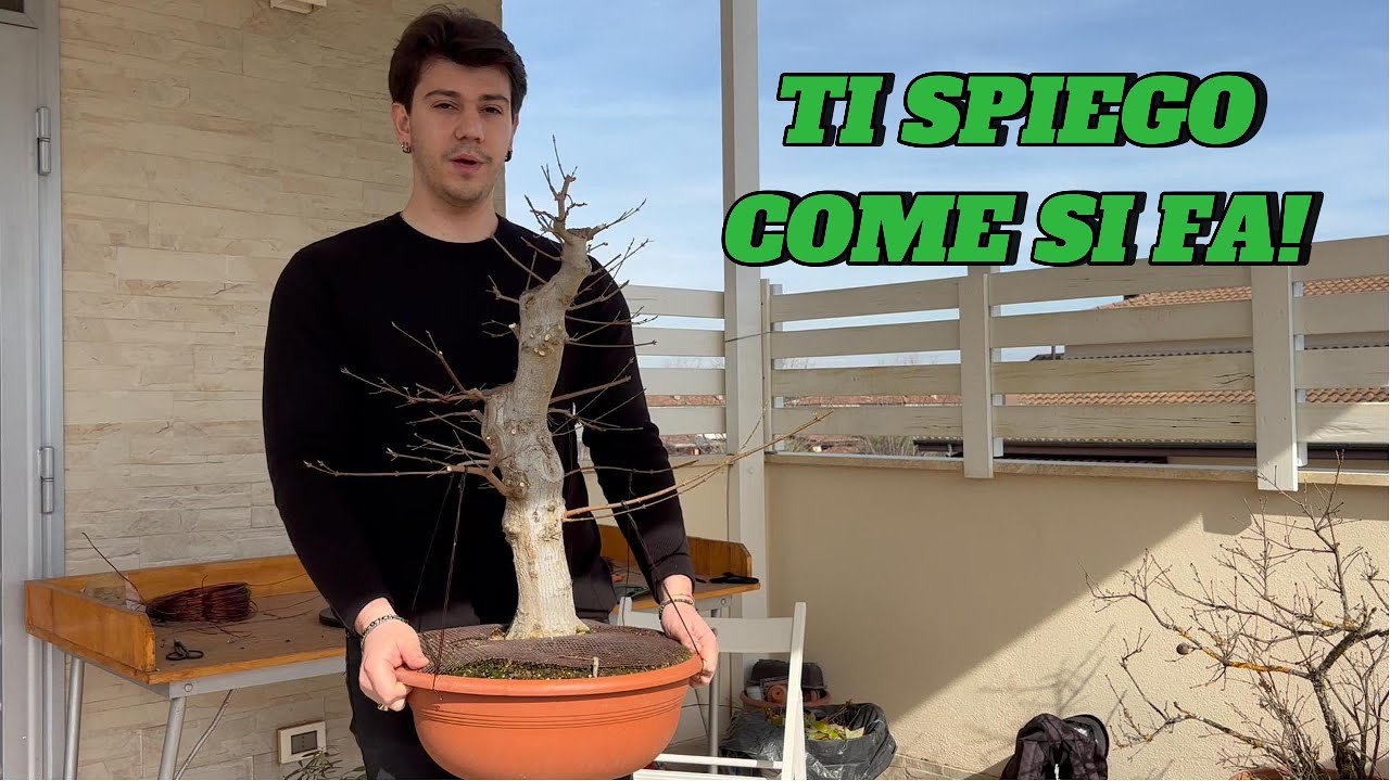TUTORIAL - PRIMA IMPOSTAZIONE PREBONSAI ACERO
