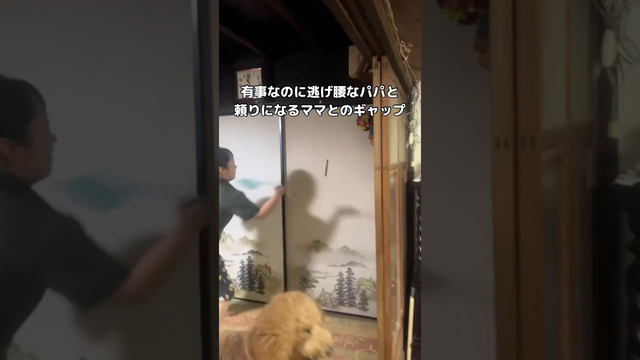 女強し、犬も強し #スタンダードプードル #ムカデ #大型犬 #shorts